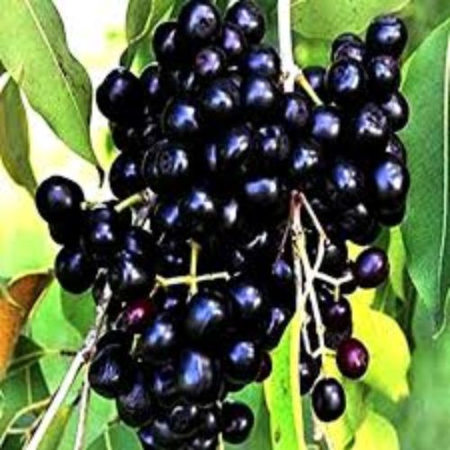 Black Jamun Fruit Plant Manufacturer & Supplier in India